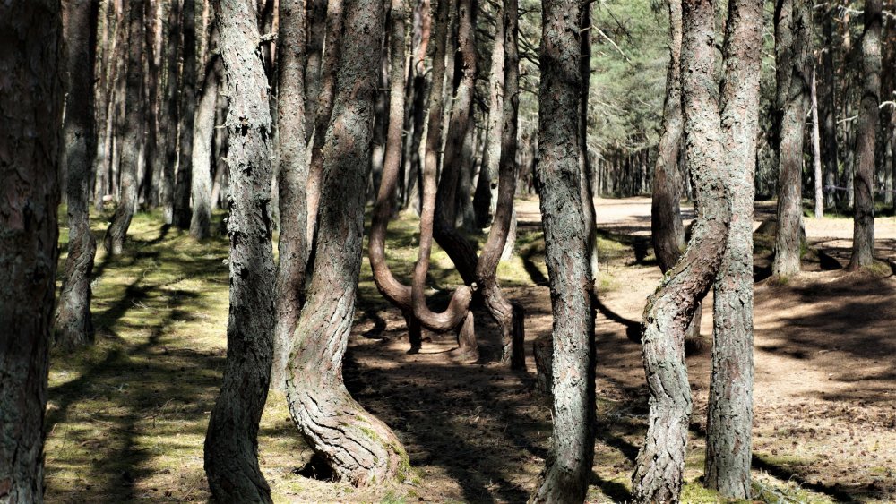 19.05.06_060_ Куршская коса_ Танцующий лес.JPG