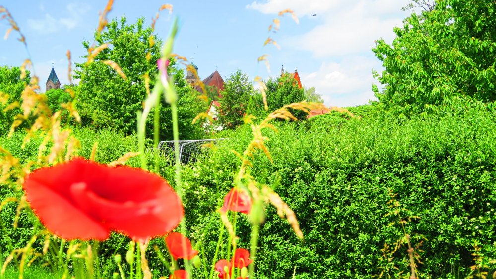 Солнечная Германия 733.jpg