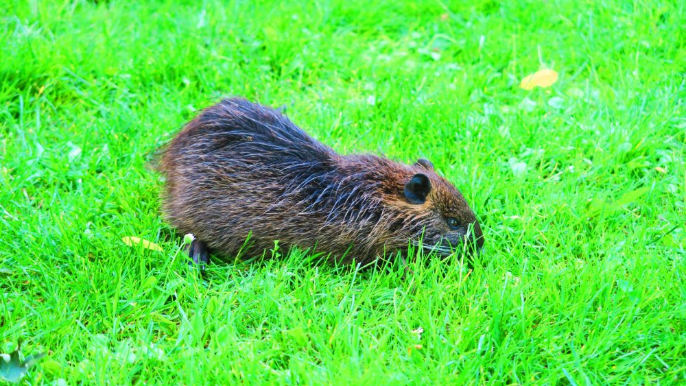 Солнечная Германия 211.jpg