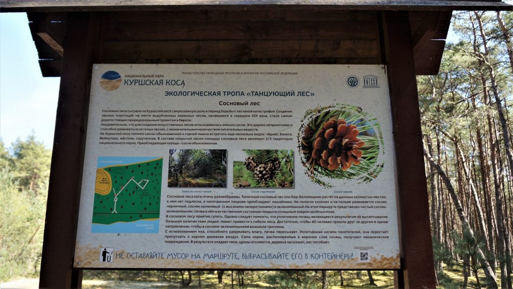 19.05.06_035_ Куршская коса_ Танцующий лес-1.JPG