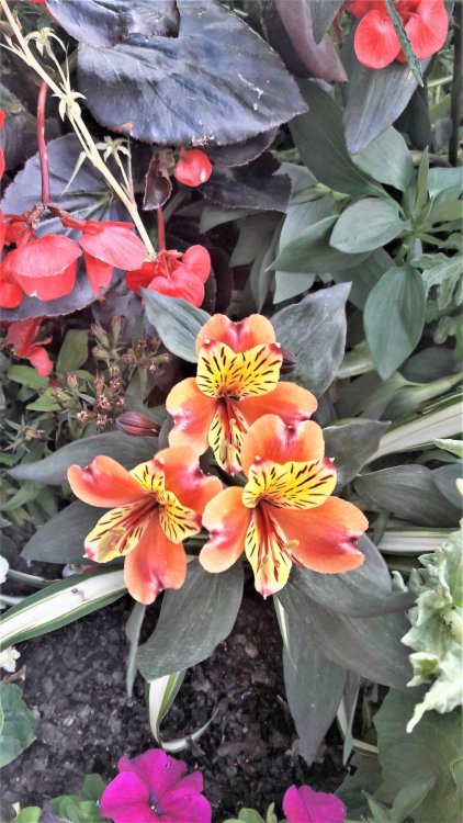 Онфлёр( цыеты).jpg