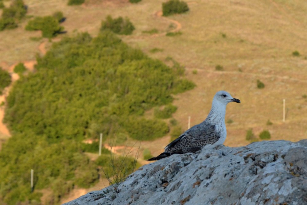 ___DSC_4794.jpg
