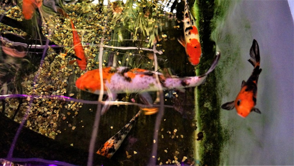 19.05.16_025_СПб_ Зоопарк.JPG