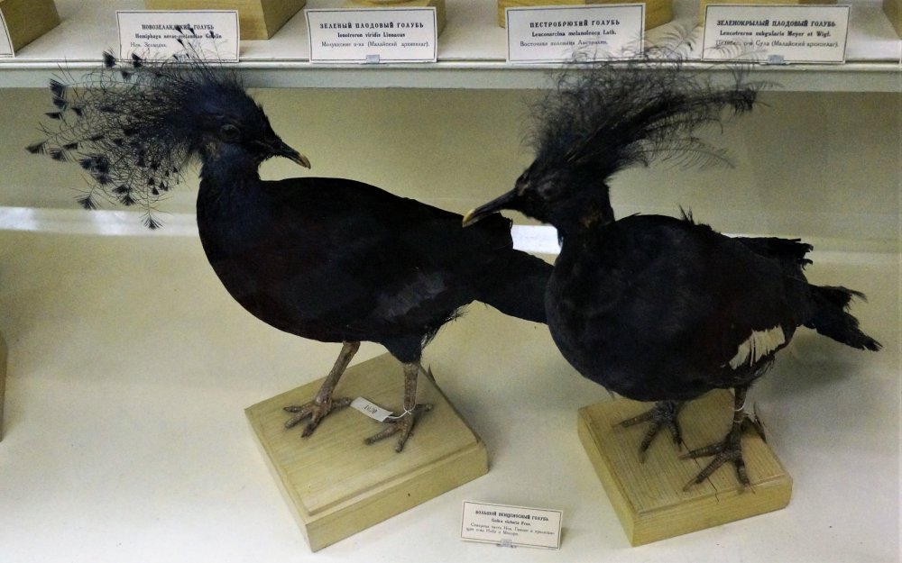 19.05.13_157_СПб_ Зоологический музей.JPG