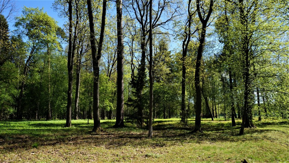 19.05.15_294_ Ораниенбаум.JPG