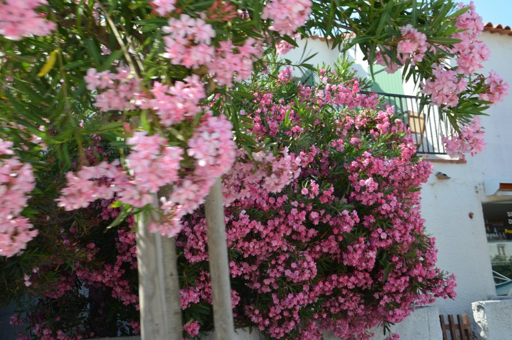 2AS  2019 г. часть 3 482.JPG