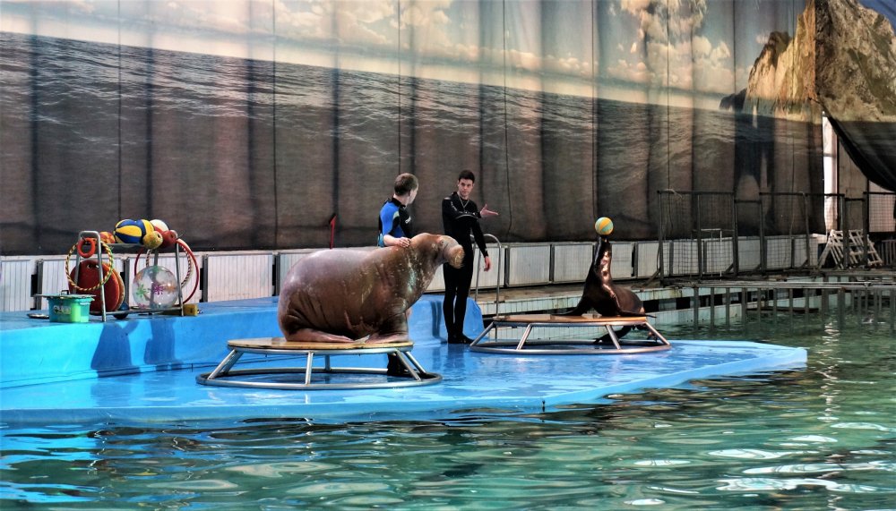 19.05.10_089_СПб_ Дельфинарий.JPG