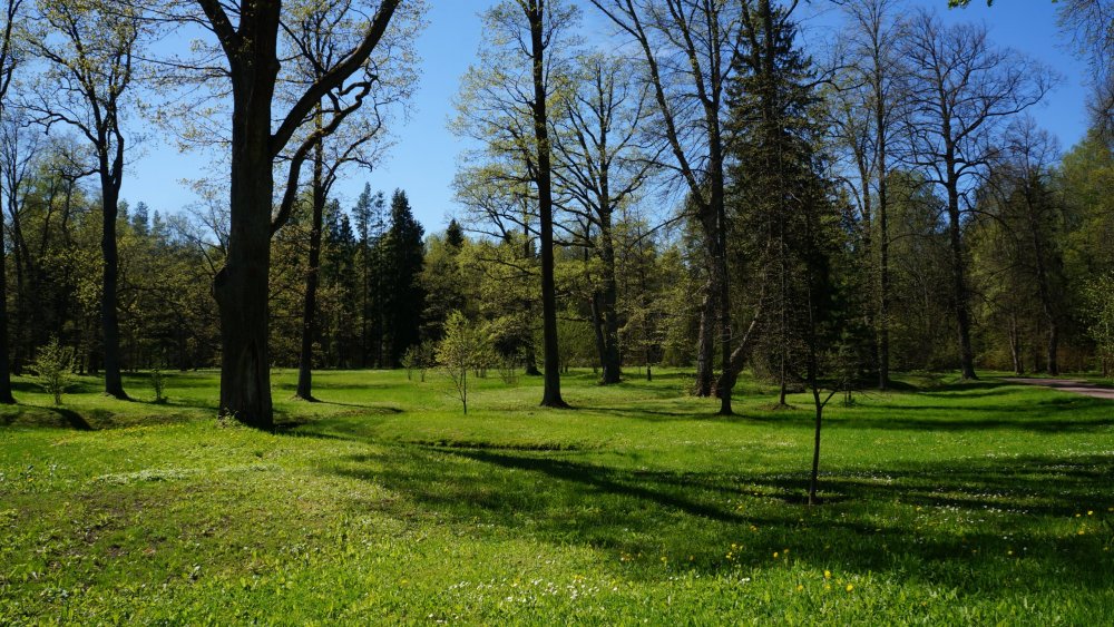 19.05.15_280_ Ораниенбаум.JPG