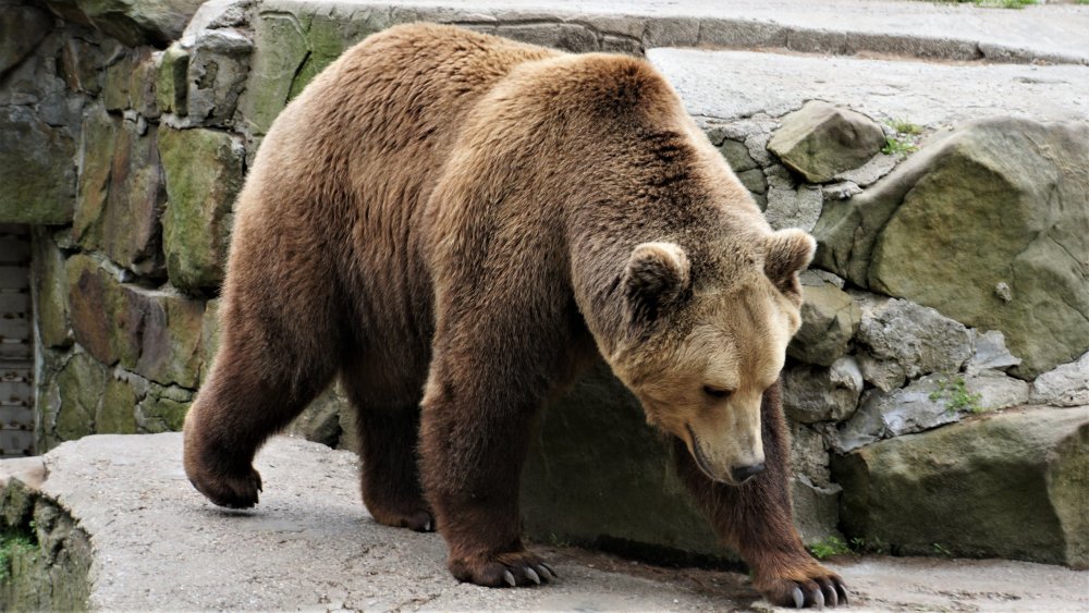 19.05.08_055_ Калининград_ зоопарк.JPG