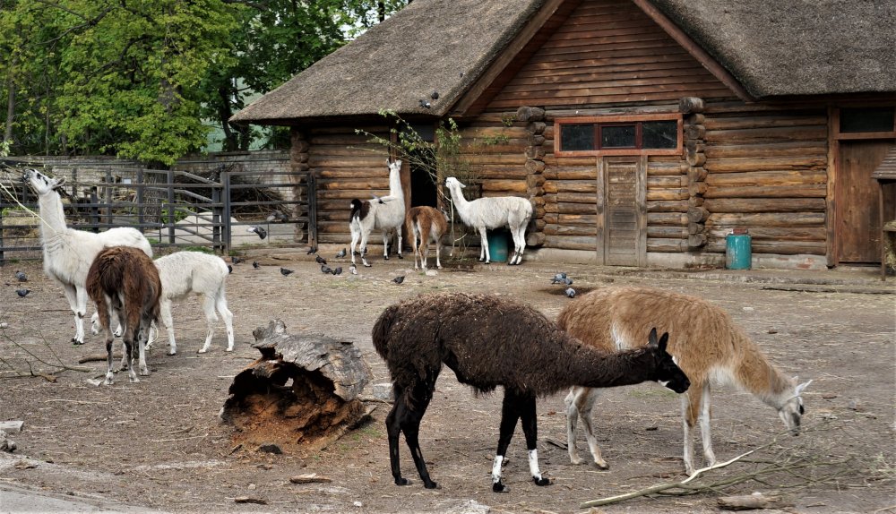 19.05.08_067_ Калининград_ зоопарк.JPG