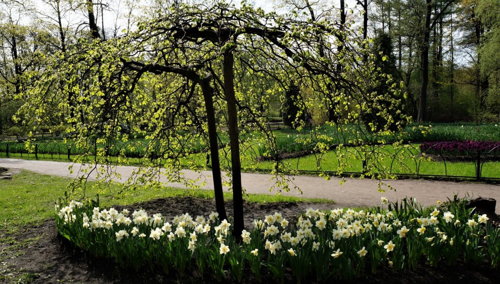 19.05.10_170_СПб_Елагин остров.JPG