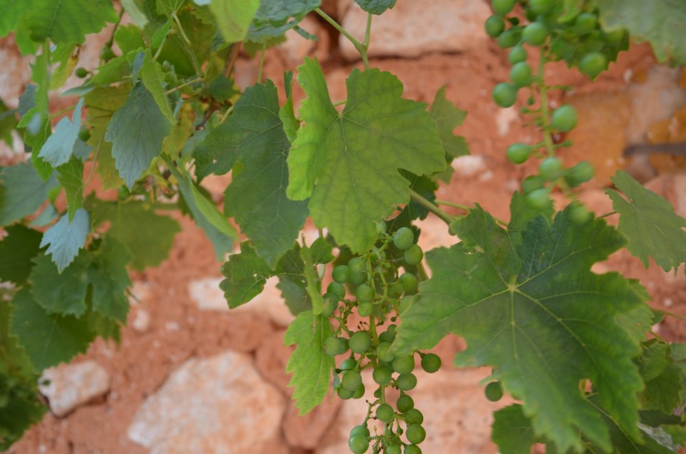 2 AS  2019г. часть 2 573.JPG