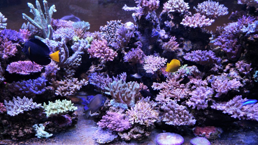 19.05.16_040_СПб_ Зоопарк.JPG