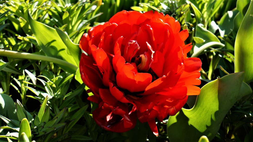 19.05.15_419_ Ораниенбаум.JPG