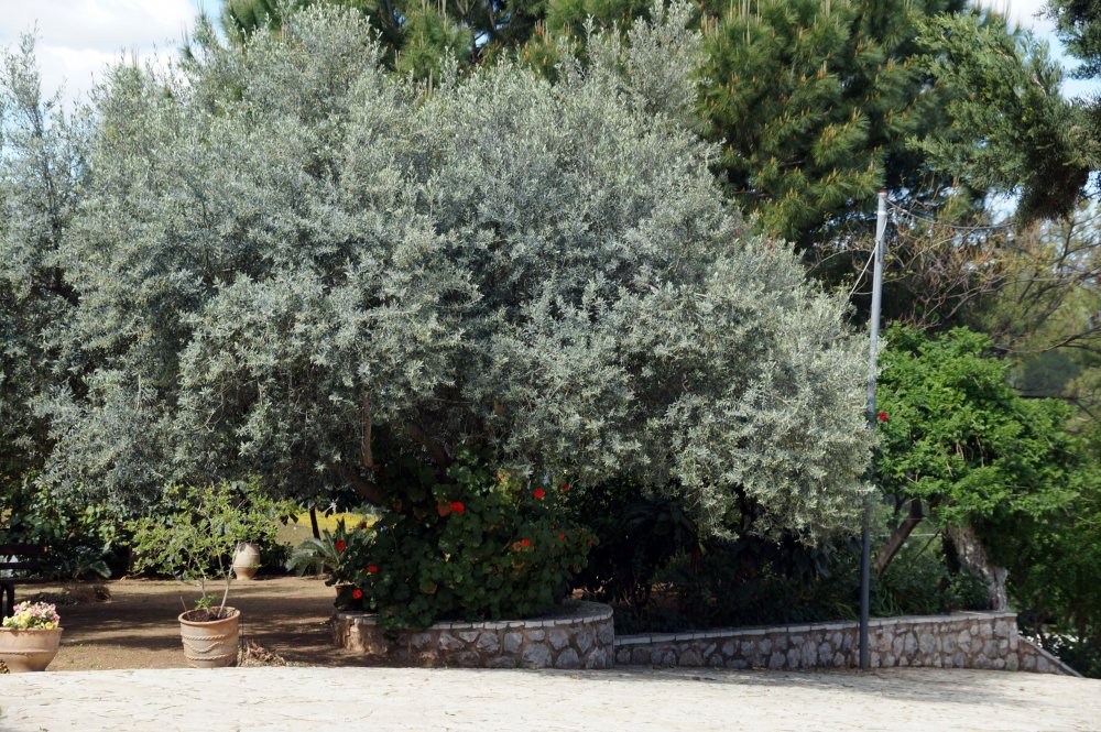 28_Женский мон-рь Агнудос(Греция)_043.JPG