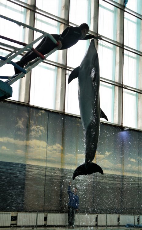 19.05.10_131_СПб_ Дельфинарий.JPG