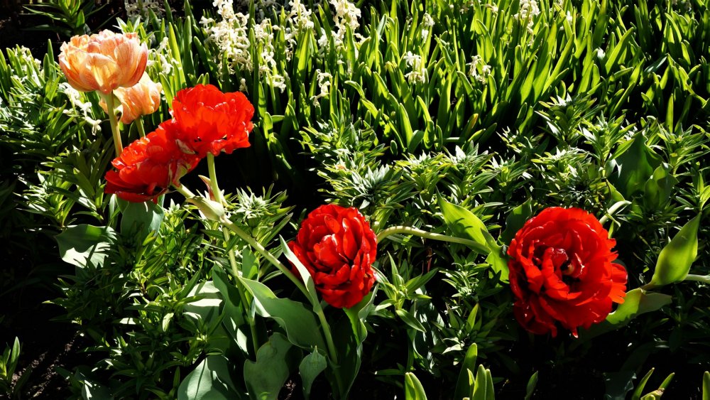 19.05.15_417_ Ораниенбаум.JPG