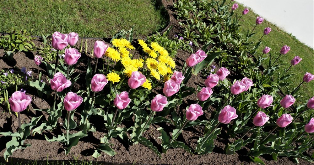 19.05.15_009_ Ораниенбаум.JPG