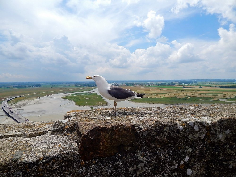 Аббатство( чайка).jpg