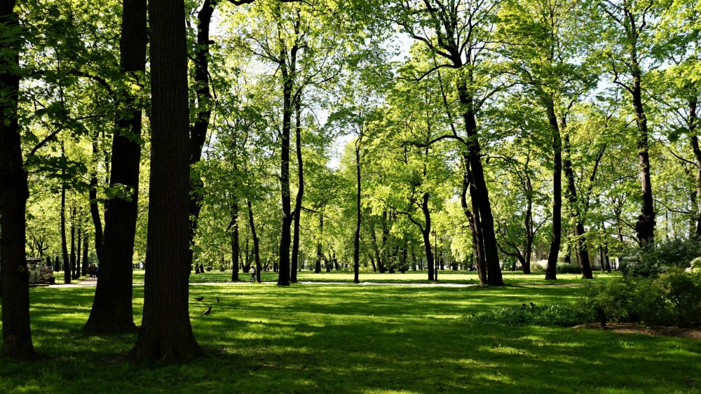 19.05.16_147_ СПб_ Михайловский сад.JPG