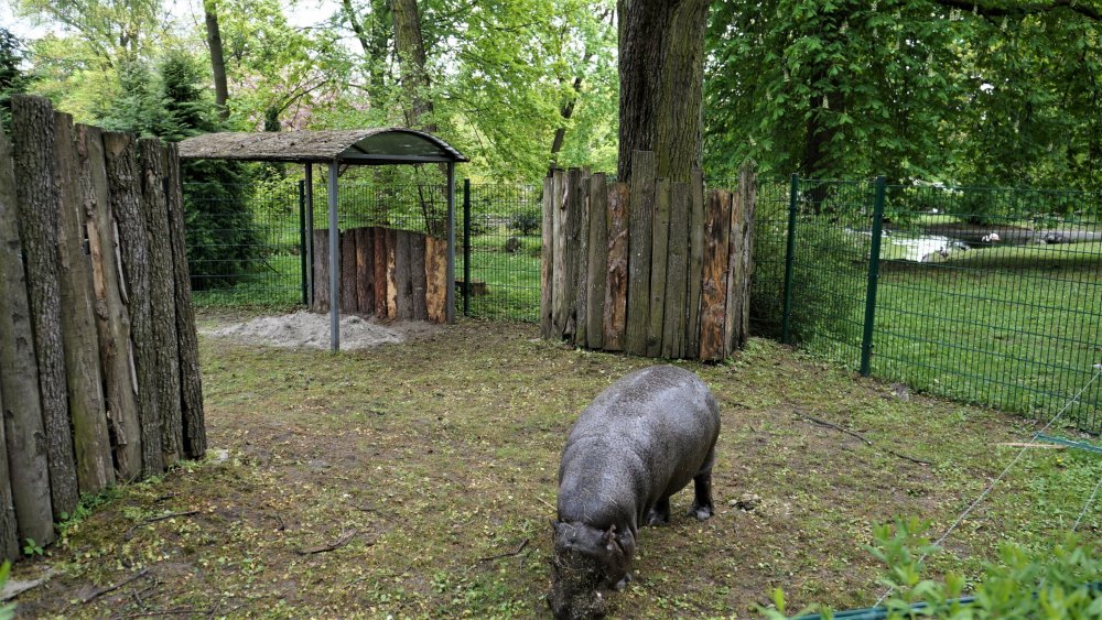 19.05.08_050_ Калининград_ зоопарк.JPG