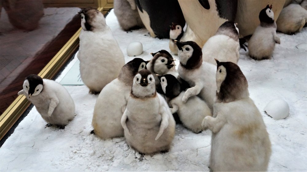 19.05.10_066_ СПб_ Музей Арктики и Антарктики.JPG