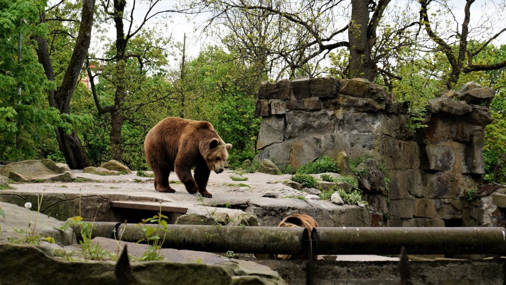 19.05.08_053_ Калининград_ зоопарк.JPG