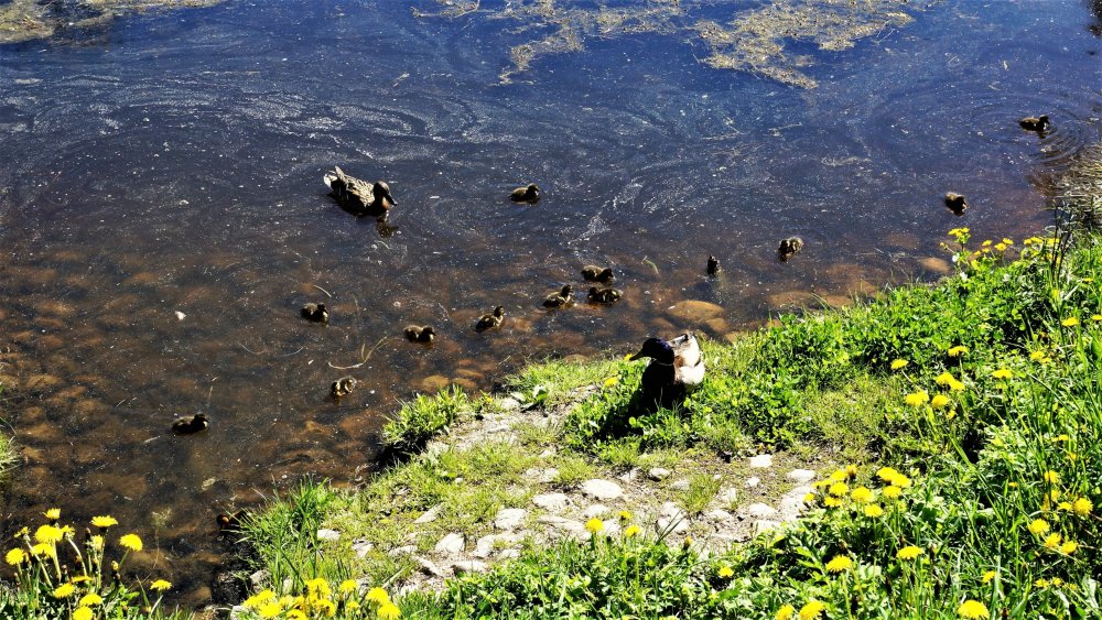 19.05.15_300_ Ораниенбаум.JPG