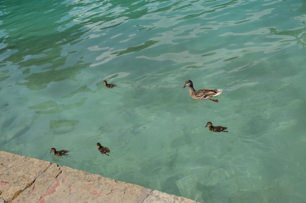 2AS  2019 г. часть 3 1280.JPG