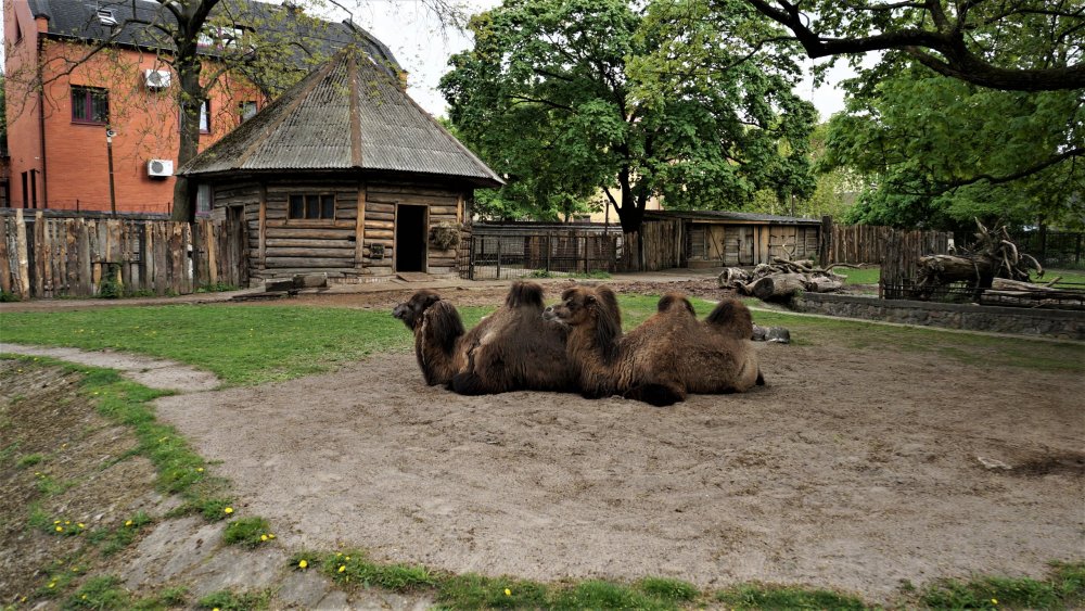 19.05.08_062_ Калининград_ зоопарк.JPG