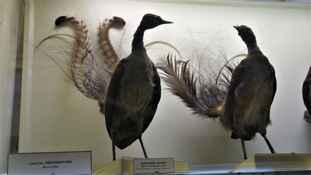 19.05.13_173_СПб_ Зоологический музей.JPG