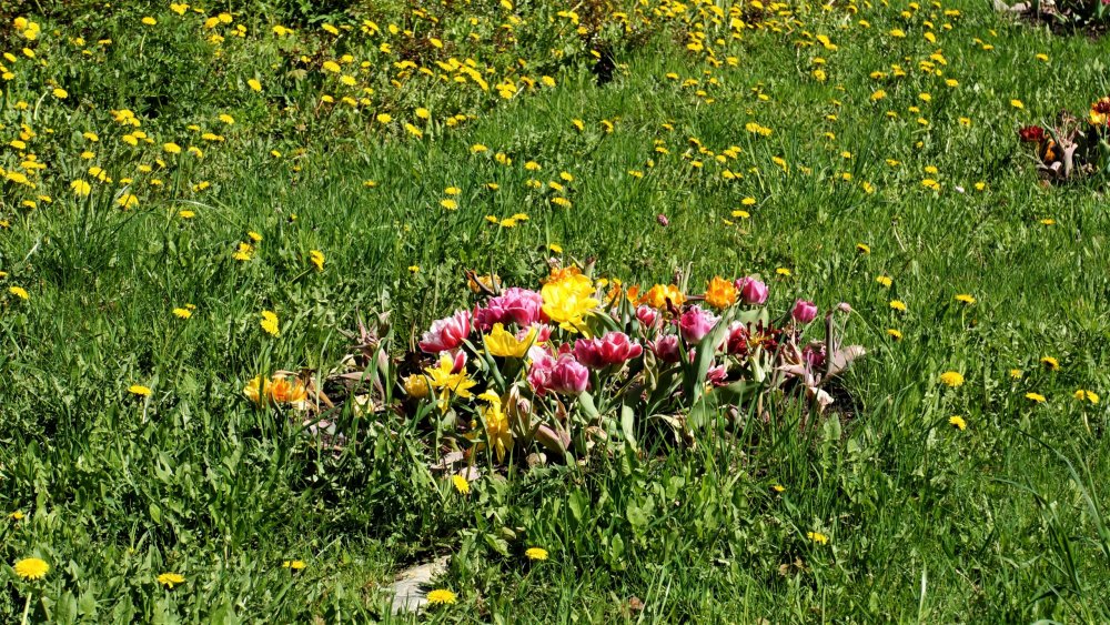 19.05.16_071_СПб_ Зоопарк.JPG