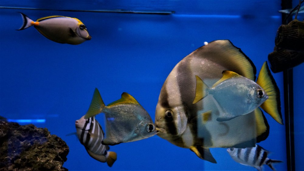 19.05.08_111_ Калининград_ Аквариум_музей Мирового океана.JPG