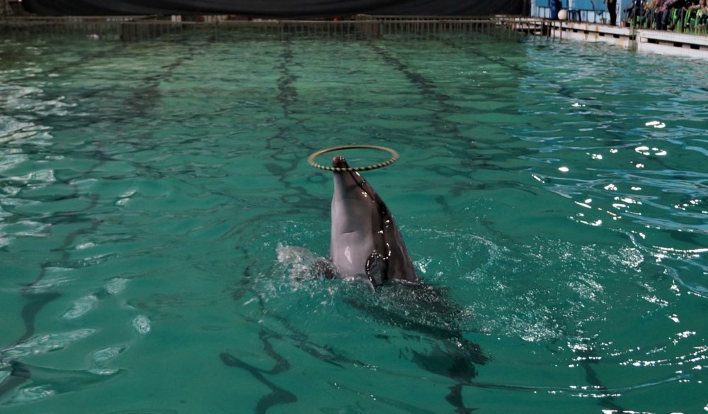 19.05.10_125_СПб_ Дельфинарий.JPG