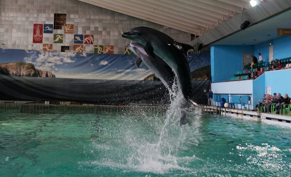 19.05.10_132_СПб_ Дельфинарий.JPG