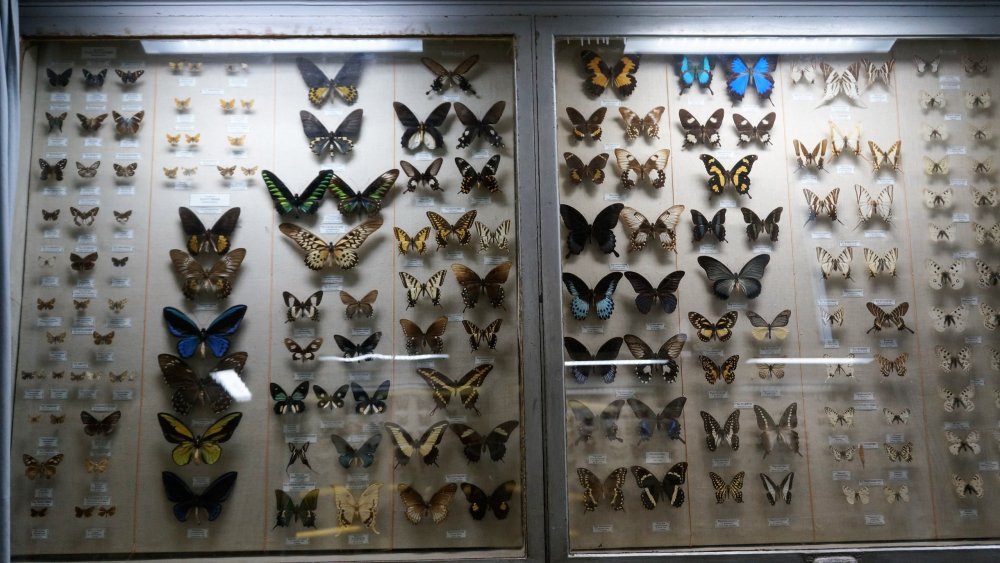 19.05.13_252_СПб_ Зоологический музей.JPG