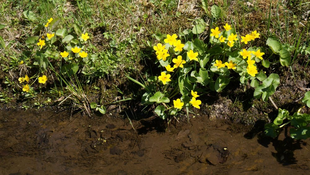 19.05.15_253_ Ораниенбаум.JPG