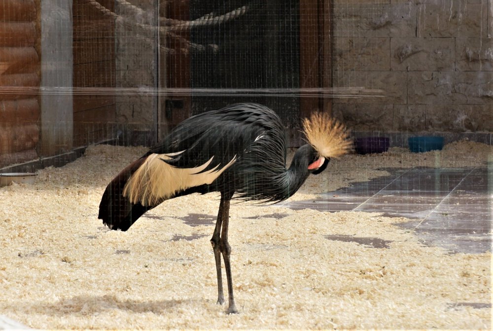 19.05.16_075_СПб_ Зоопарк.JPG