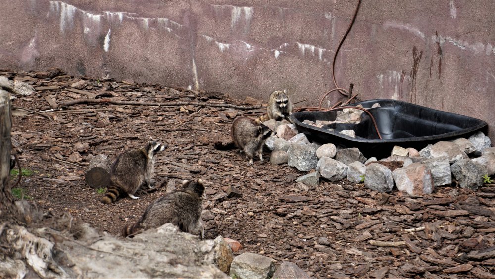 19.05.08_008_ Калининград_ зоопарк.JPG