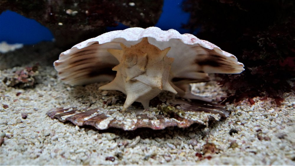 19.05.08_122_ Калининград_ Аквариум_музей Мирового океана.JPG