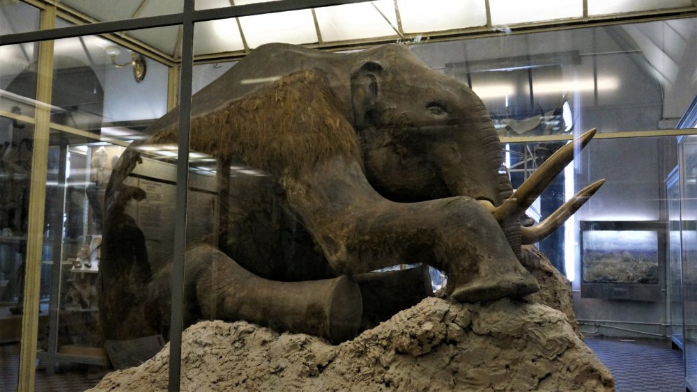 19.05.13_187_СПб_ Зоологический музей.JPG