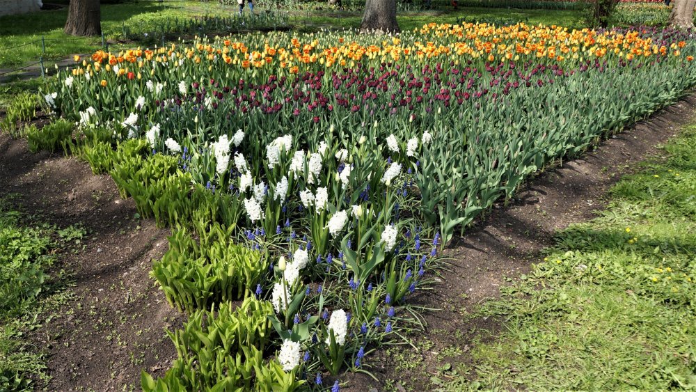 19.05.10_191_СПб_Елагин остров.JPG