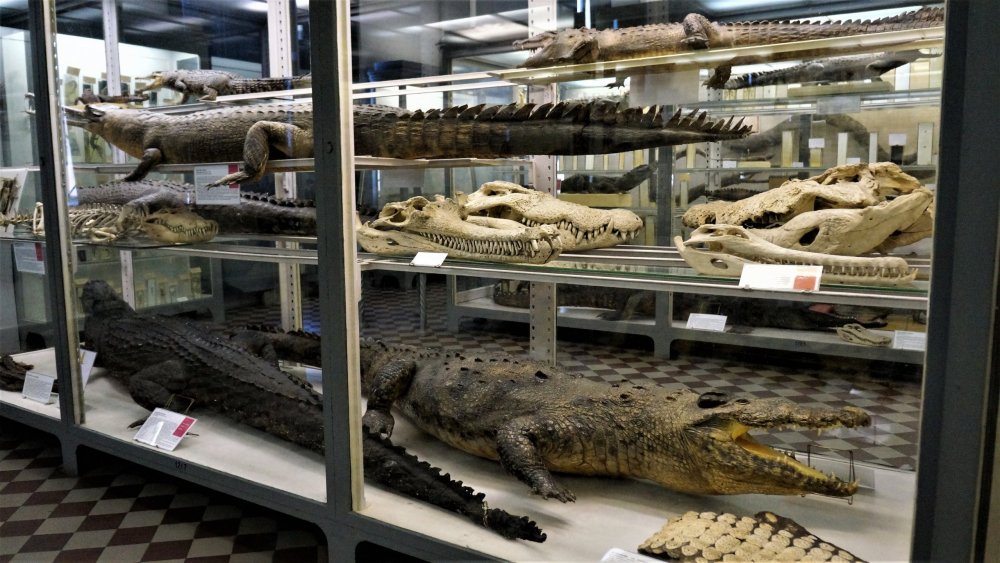 19.05.13_113_СПб_ Зоологический музей.JPG