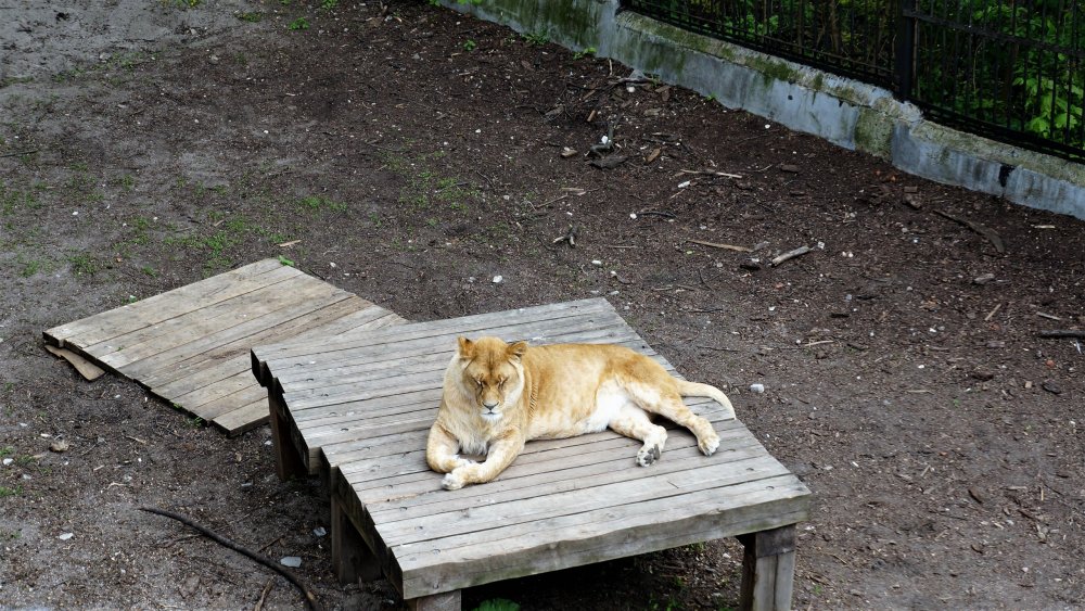 19.05.08_038_ Калининград_ зоопарк.JPG