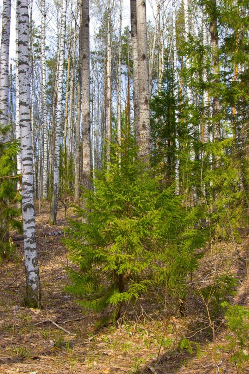 Img_6971-1 Марий Чодра.jpg