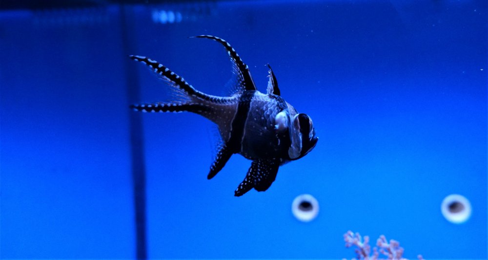 19.05.08_131_ Калининград_ Аквариум_музей Мирового океана.JPG