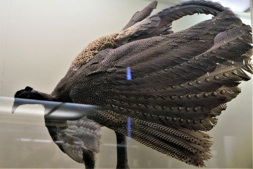 19.05.13_144_СПб_ Зоологический музей.JPG