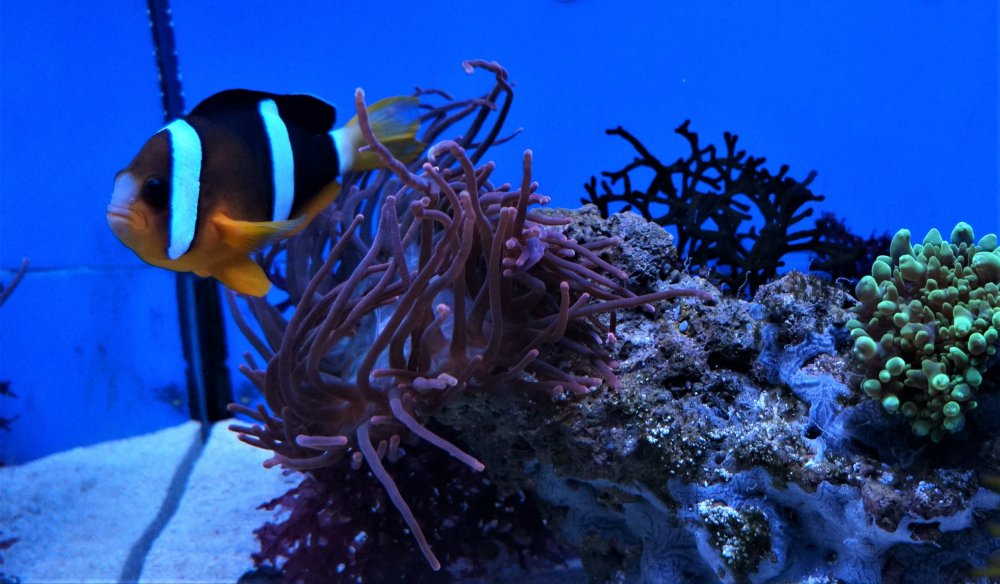 19.05.08_127_ Калининград_ Аквариум_музей Мирового океана.JPG