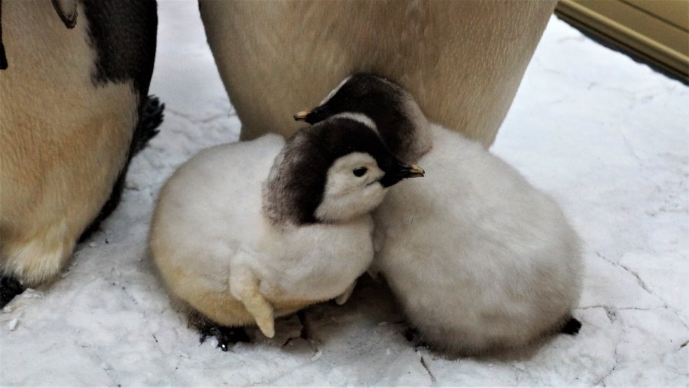 19.05.10_067_ СПб_ Музей Арктики и Антарктики.JPG