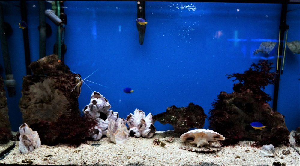 19.05.08_121_ Калининград_ Аквариум_музей Мирового океана.JPG